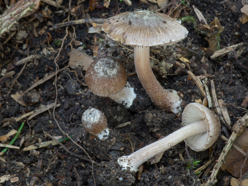 Inocybe assimilata